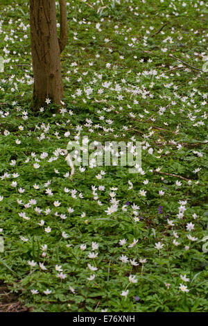 Wood Anemones (Anemone nemorosa) flowering.  Costells Wood, Scaynes Hill, Sussex. A Woodland Trust wood. Stock Photo