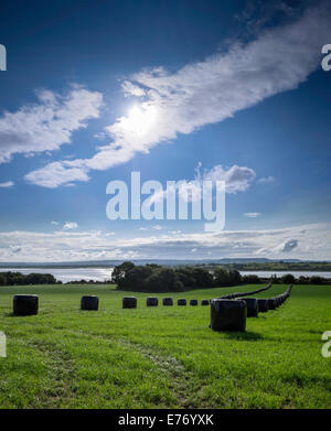 Field with wrapped bales in field on bank of River Severn, Gloucestershire England UK.Bales wrapped in black plastic for feed. Stock Photo