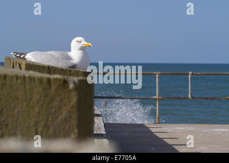 Herring Gull (Larus argentatus) adult. Perched on a seaside jetty. Seaford, Sussex. April. Stock Photo