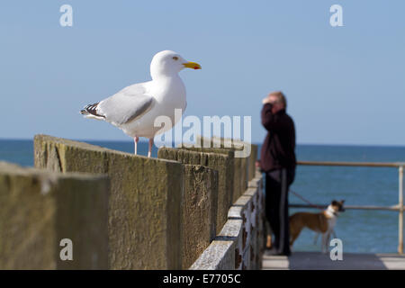 Herring Gull (Larus argentatus) adult. Standing on a seaside jetty, with a dog-walker behind. Seaford, Sussex. April. Stock Photo