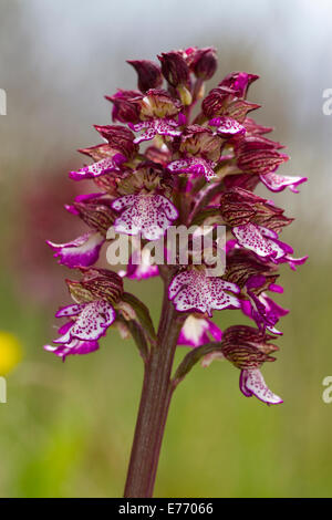 Lady Orchid (Orchis purpurea) flowering. On the Causse de Gramat, Lot region, France. April. Stock Photo