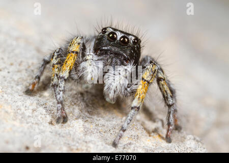 Jumping spider (Philaeus chrysops) portrait of an adult male. Ile St. Martin, Aude, France. Stock Photo