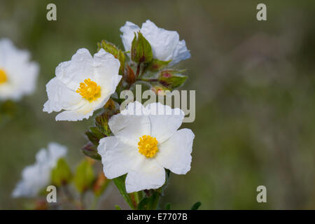 Narrow-leaved Cistus (Cistus monspeliensis) flowering. Montagne de la Clape, Aude, France. May. Stock Photo
