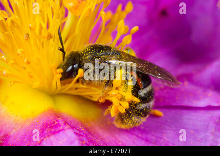 Solitary bee (Lasioglossum sp.) adult female feeding in a Grey-leaved Cistus (Cistus albidus) flower, with two triungulins. Stock Photo