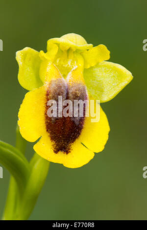 Yellow Bee Orchid (Ophrys lutea) close-up of a single flower. Col de Calzan, Ariege Pyrenees, France. May. Stock Photo