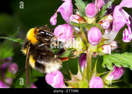 Large Garden Bumblebee (Bombus ruderatus) queen in Spring feeding on Hemp-nettle (Galeopsis sp.). Ariege Pyrenees, France. May. Stock Photo