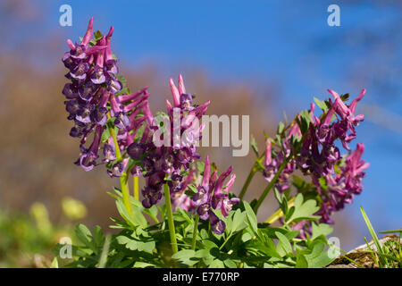 Bulbous corydalis (Corydalis bulbosa) flowering.  Ariege Pyrenees, France. May. Stock Photo