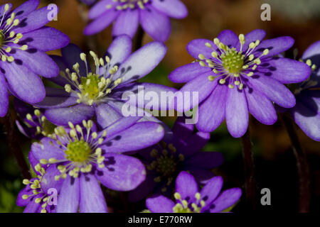 Hepatica ( Hepatica nobilis) flowering in open woodland soon after the snow melt. Ariege Pyrenees, France. May. Stock Photo