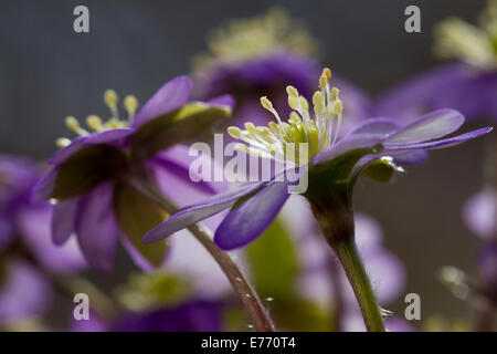 Hepatica ( Hepatica nobilis) flowering. Ariege Pyrenees, France. May. Stock Photo