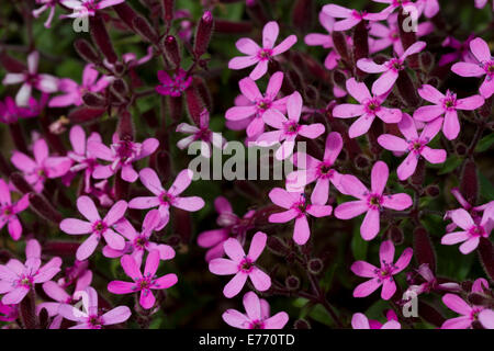 Rock Soapwort (Saponaria ocymoides) flowering. Ariege Pyrenees, France. May. Stock Photo