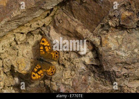Wall Brown butterfly (Lasiommata megera) basking on similarly coloured rock. Ariege Pyrenees, France. May. Stock Photo