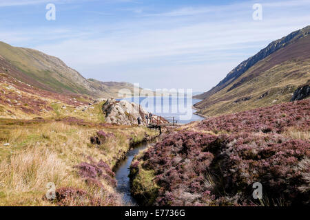 Looking along a feeder stream to Llyn Cowlyd Reservoir below Creigiau Gleision with flowering Heather in Snowdonia National Park (Eryri) Wales UK Stock Photo