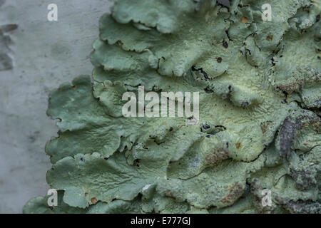 Close-up of lichen on Silver Birch tree trunk. Stock Photo