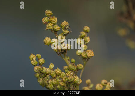 Close-up of the forming seeds of the medicinal plant Meadowsweet / Filipendula ulmaria. Leaves for analgesic properties, & flowers made into a syrup. Stock Photo