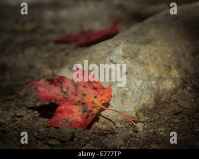 Autumn leaf project - Two maple aves against a stony floor in The White Mountains area, New Hampshire Stock Photo