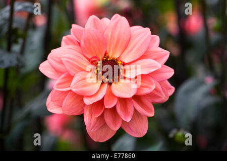 Dahlia 'Classic Poeme' growing in an herbaceous border. Stock Photo