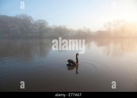 Lone black swan swimming on lake in winter in dawn light with rippling water Stock Photo