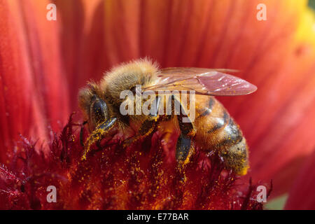 A baby bumblebee foraging on gaillardia. Stock Photo