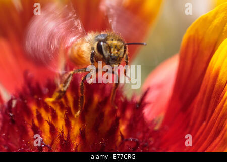 A honeybee taking off from a gaillardia flower to forage on the next flower. Stock Photo