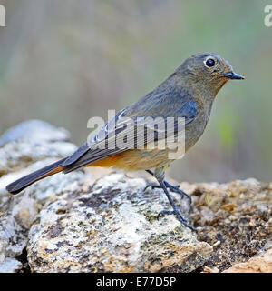 Beautiful brown and orange bird, female Blue-fronted Redstart (Phoenicurus frontalis), standing on the rock, side profile Stock Photo