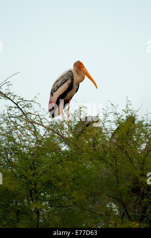 Painted stork (Mycteria leucocephala), Keoladeo National Park (Bharatpur bird sanctuary), Bharatpur, Rajasthan, India. Stock Photo