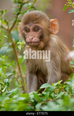 Rhesus monkey baby, Monkey Temple, Jaipur, Rajasthan, India. Stock Photo