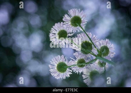 Bushy Aster, Tiny White Wildflower Stock Photo