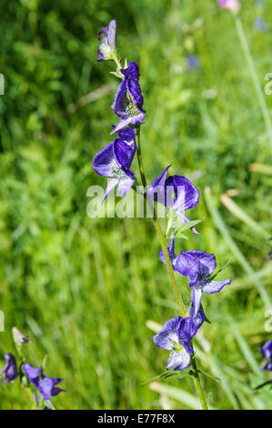 Blue flowers background Stock Photo - Alamy