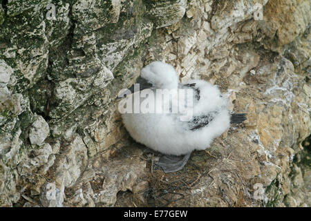 Gannet chick Morus bassanus sitting on ledge Stock Photo