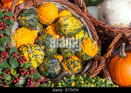 Ornamental gourds in decorative basket of pine cones on a white ...