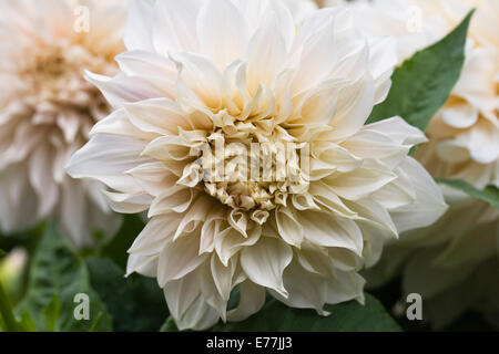 Dahlia 'Cafe Au Lait' growing in an herbaceous border. Stock Photo