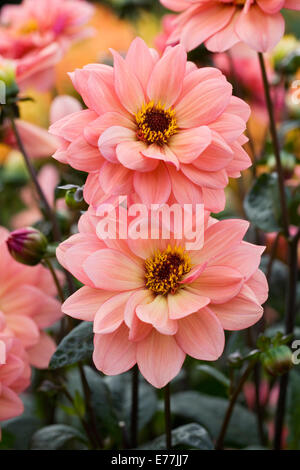 Dahlia 'Classic Poeme'  growing in an herbaceous border. Stock Photo