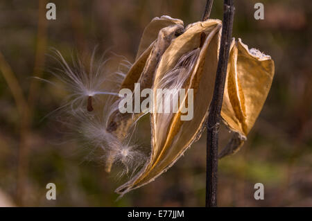 A close up of a milkweed plant with fluffy white hair like strands and seeds emerging from the dried pod. Stock Photo