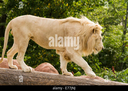 Male White Lion in captivity walking across a log at the Toronto Zoo Ontario Canada Stock Photo