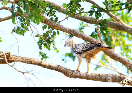 Crested Hawk-Eagle (Nisaetus cirrhatus) in Sri Lanka Stock Photo