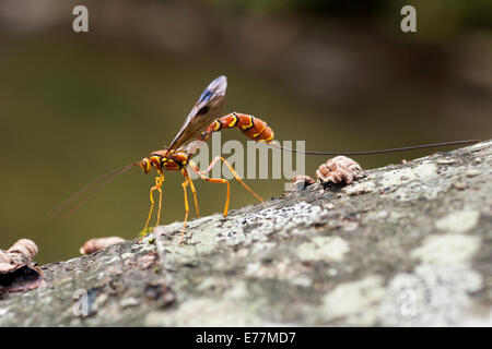 Female Giant Ichneumon Wasp (Megarhyssa macrurus) - Pisgah National Forest - Brevard, North Carolina USA Stock Photo