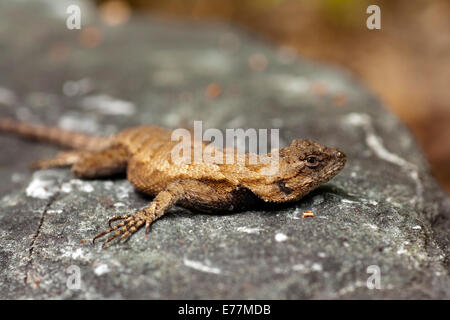 Eastern Fence Lizard (Sceloporus undulatus) - Brevard, North Carolina USA Stock Photo