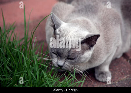 Cat eating grass Stock Photo