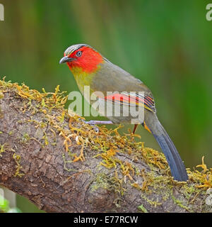 Colorful red-faced bird, Scarlet-faced Liocichla (Liocichla ripponi), standing on the log, side profile Stock Photo