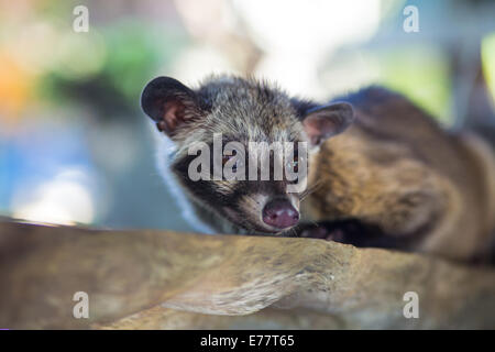 Asian Palm Civet produces Kopi luwak Stock Photo