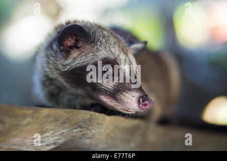 Asian Palm Civet produces Kopi luwak Stock Photo