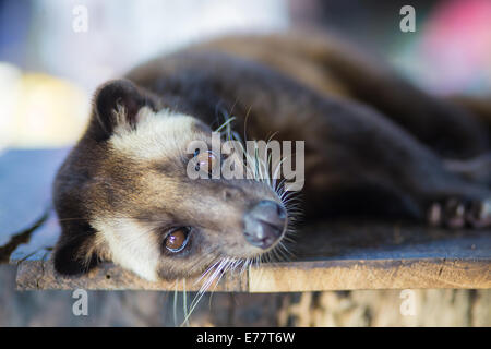 Asian Palm Civet produces Kopi luwak Stock Photo