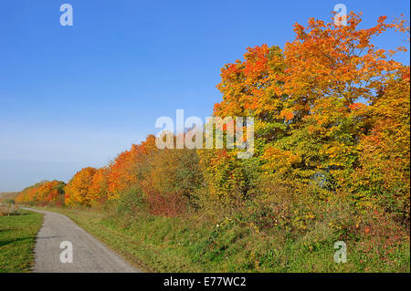 Deciduous trees along a hiking trail in autumn, North Rhine-Westphalia, Germany Stock Photo