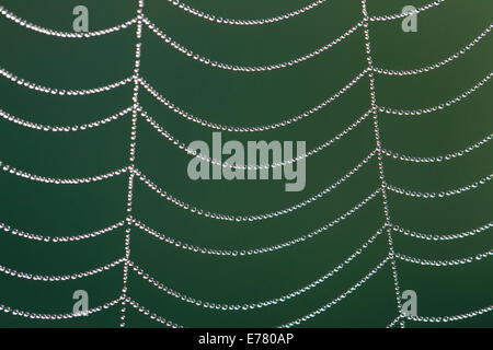 Spinnennetz im Morgentau Spider web in morning dew Stock Photo