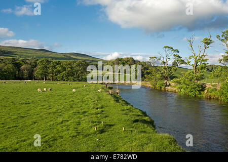 Rural landscape near English village of Hawes with sheep grazing in emerald fields bordering blue waters of River Ure and cloaking nearby hillsides Stock Photo