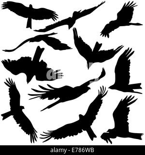 Set black silhouettes of prey eagles on white background. Stock Photo