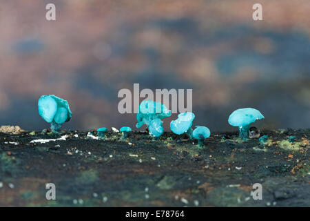 Green Elfcup, Chlorociboria aeruginascens Stock Photo