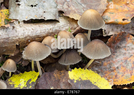 Mica cap mushrooms, Coprinellus micaceus Stock Photo