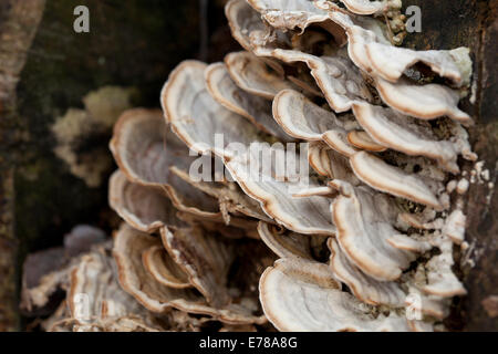 Turkey tail fungus (Trametes versicolo aka Coriolus versiclolor, Polyporus versicolor) growing on tree trunk - USA