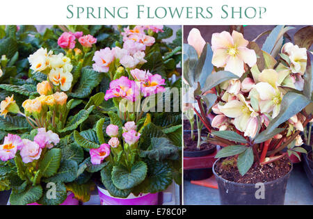 Primroses and spring flowers, floriculture and gardening collage Stock Photo